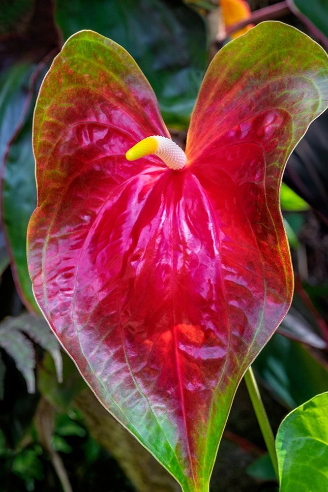 Anthurium